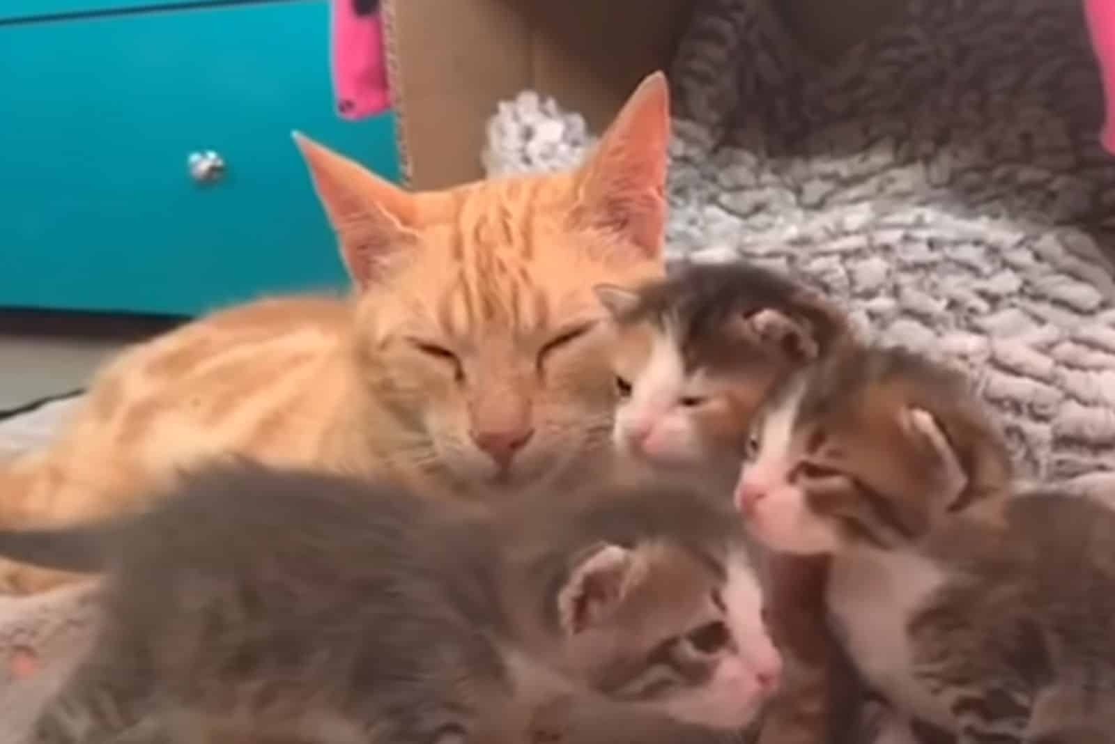 yellow cat in a new home with kittens