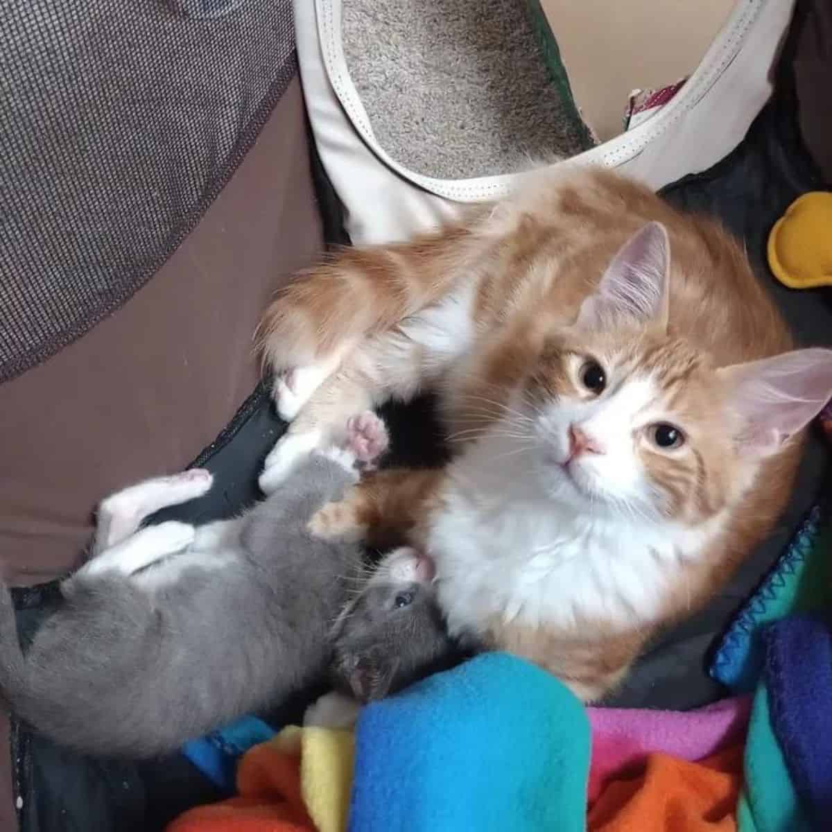 yellow cat with gray kittens
