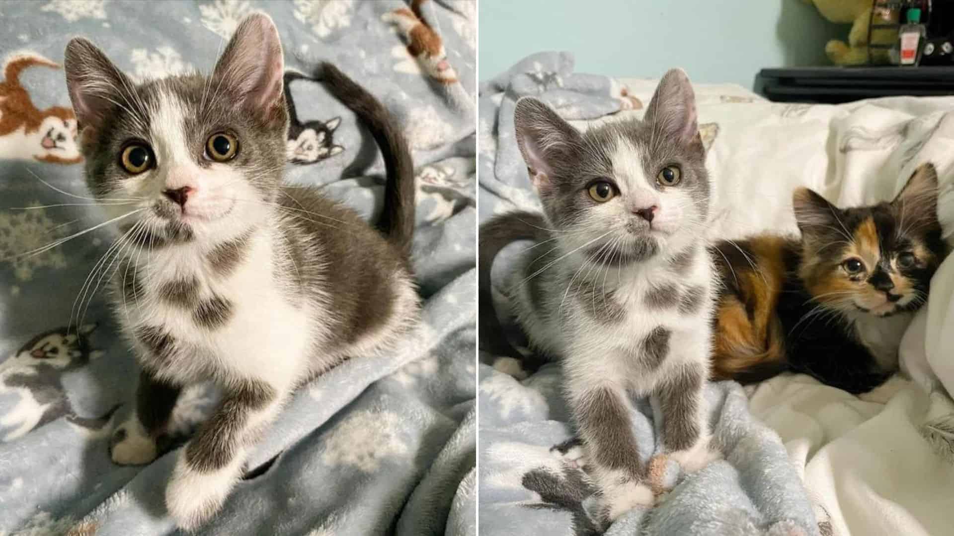 dalmatian kitten and her calico sister