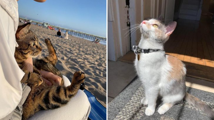 20+ Photos Of Cats Doing Something For The First Time, Making Their Owners Proud