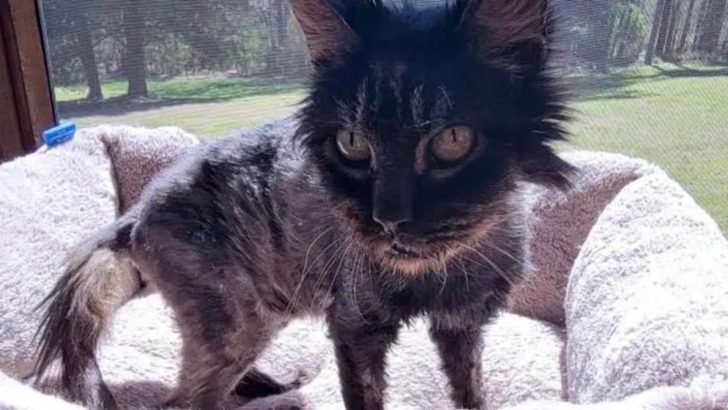 Senior Stray Cat Who Endured Years Of Starvation Finally Gets A Chance For Happiness