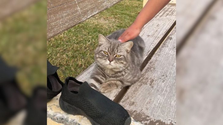 Cat Was Sitting On A Park Bench For Weeks Longing For Someone To Notice Him