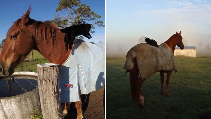 Black Cat Gets Adopted And Now His Horse Friend Takes Him For Lovely Rides Every Morning