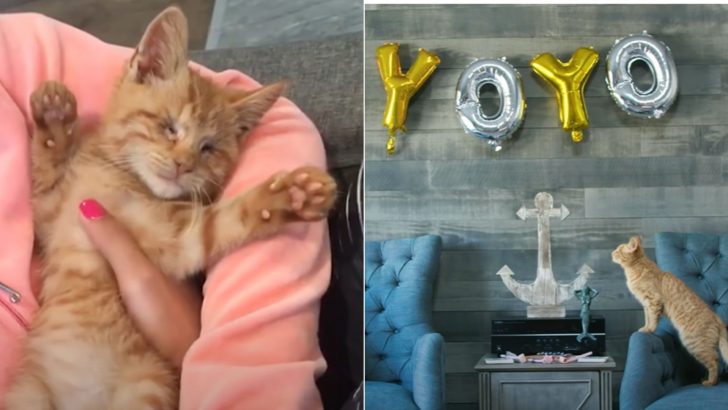 Blind Ginger Kitten That Was Almost Put Down Finds Loving People Who Want Him To Live