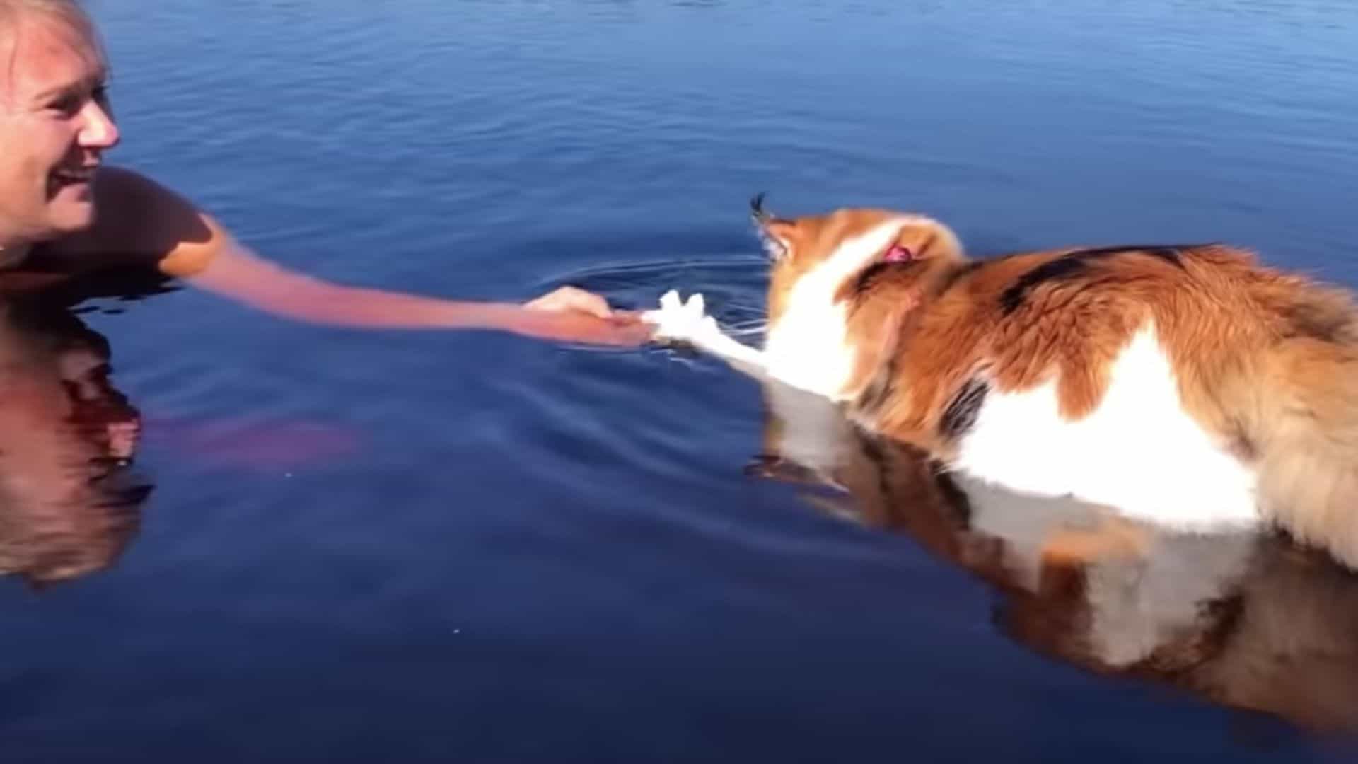 cat swimming towards her owner