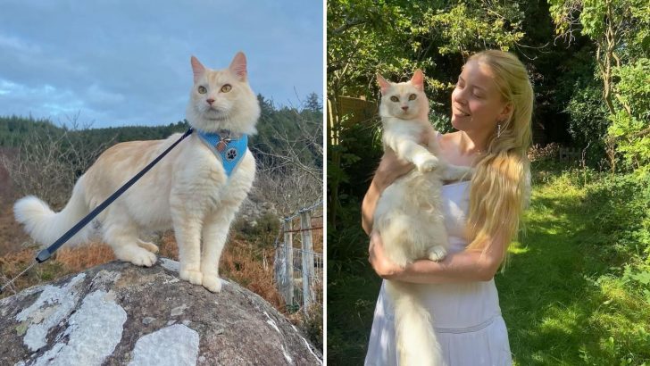 Adventurous Feline Can’t Get Enough Of The Hiking Escapades With His Owner