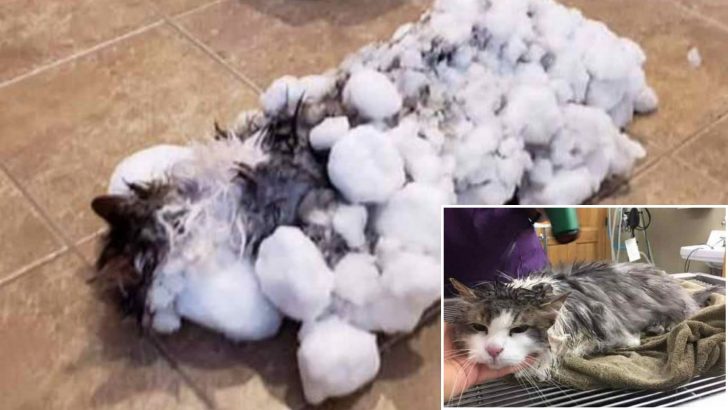 Montana Family Finds Their Precious Cat Buried Under Snow Yet Miraculously Alive