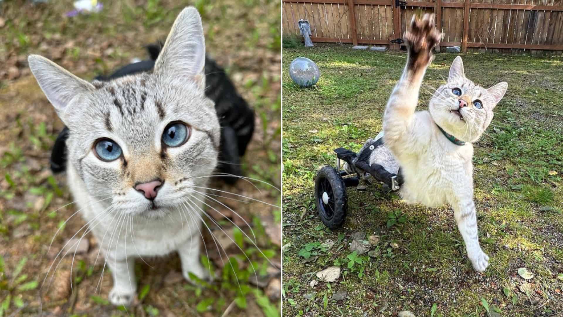 grey cat on a wheelchair