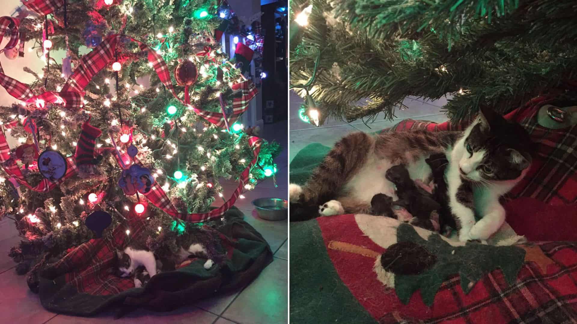 cat gaves birth under the christmas tree