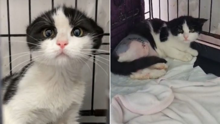 Poor Cat Gets Rescued In The Nick Of Time After Surviving A Hit-And-Run Accident