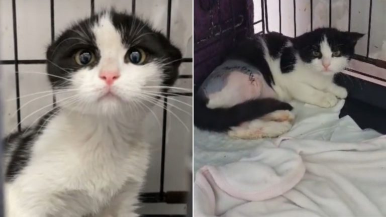 cat ends up at shelter