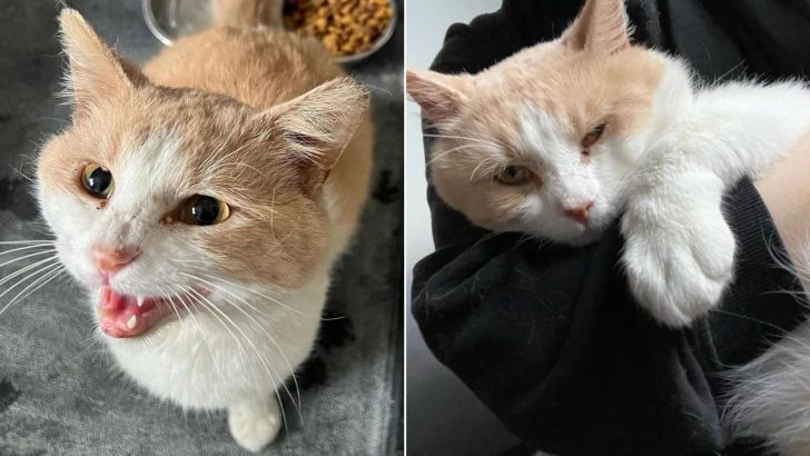 Cat Shows Up At The Shelter All On His Own Looking For Food And Some Cuddle Time