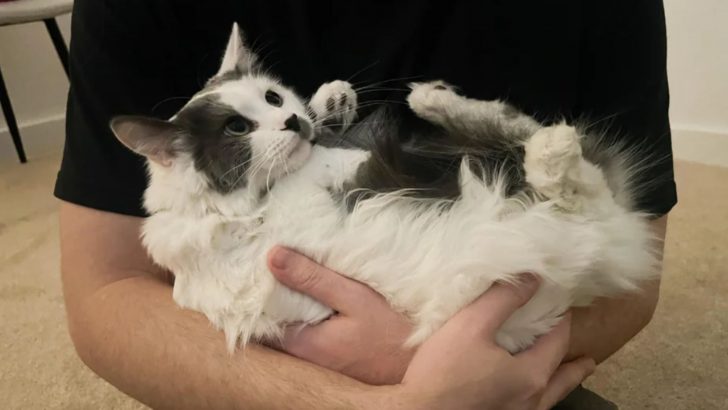 Shelter’s Angriest Cat Completely Transforms After Feeling The Touch Of True Love