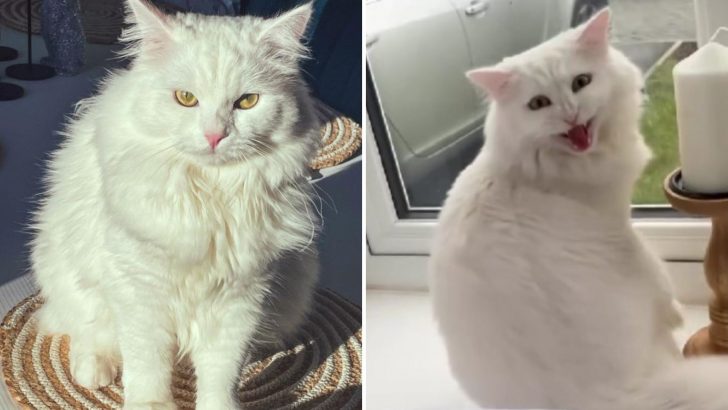 Couple Worries Over Their Cat’s Screams And The Vet Shocks Them