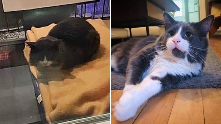 Elusive Cat Finally Trapped Ready To Leave His Stray Life Behind For Good