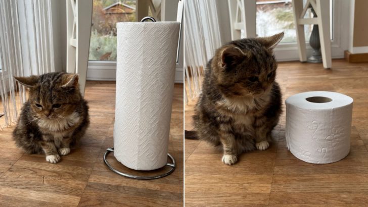 This Endearing Dwarf Kitty Next To Random Objects Is Something You Simply Must See Today