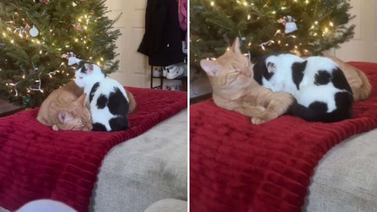 ginger cat comforts ill kitten