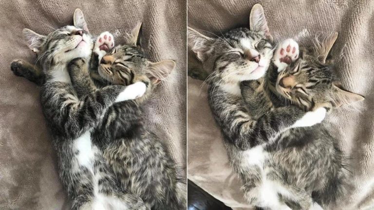 two cuddling kittens