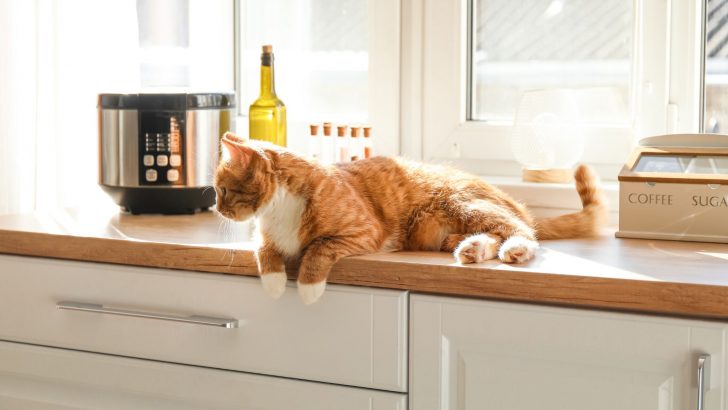 How To Stop Your Cat From Jumping On The Counters