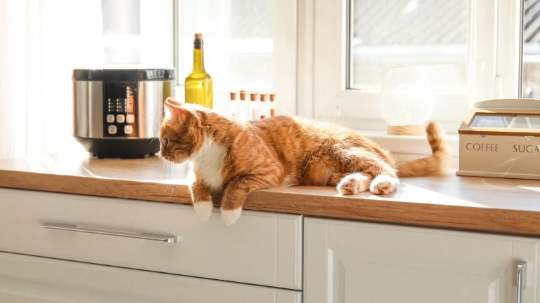 cat on a counter