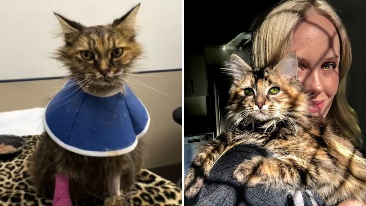 Cat Surprises Her Owner By Outliving The Vet’s Predictions Against All Odds