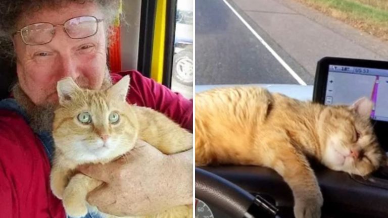 truck driver and an orange cat