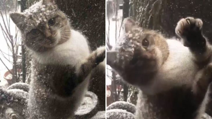Man Notices An Unusual Furry Guest On His Window While Working From Home During Snowstorm