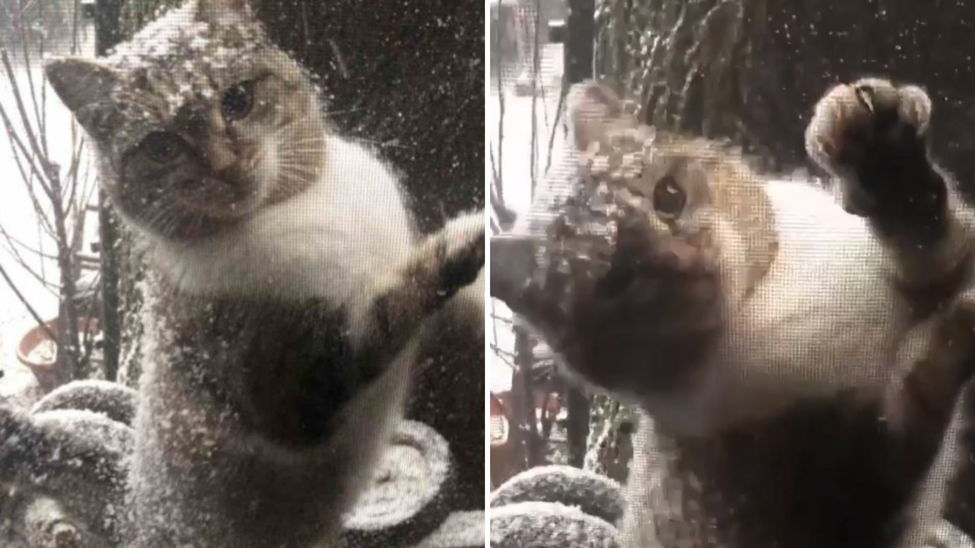 cat on the window during snowstorm