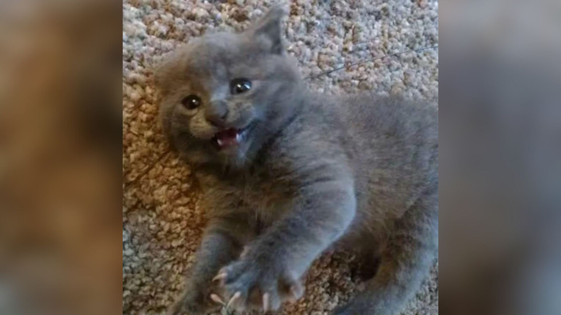 tiny-gray-kitten