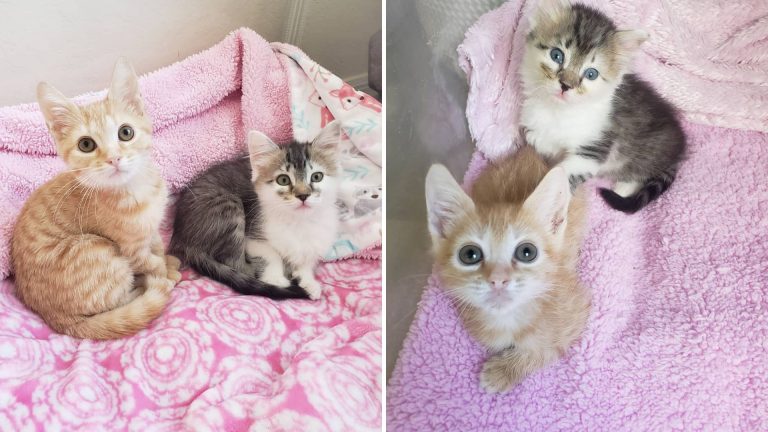 two kittens on pink blanket