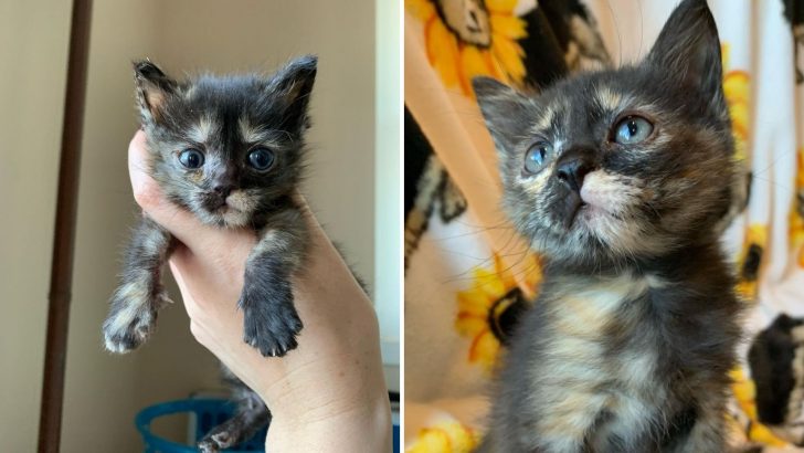 Courageous Kitten Battles Against Toxoplasmosis And Finds Home Sweet Home