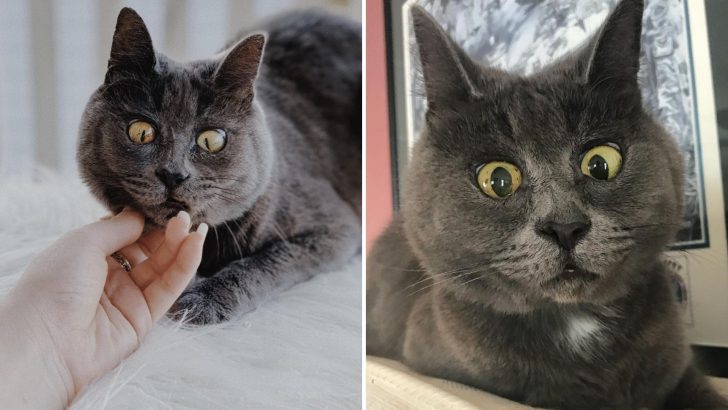 Russian Blue Suffers From A Serious Condition, Leaving Vets Skeptical About His Survival