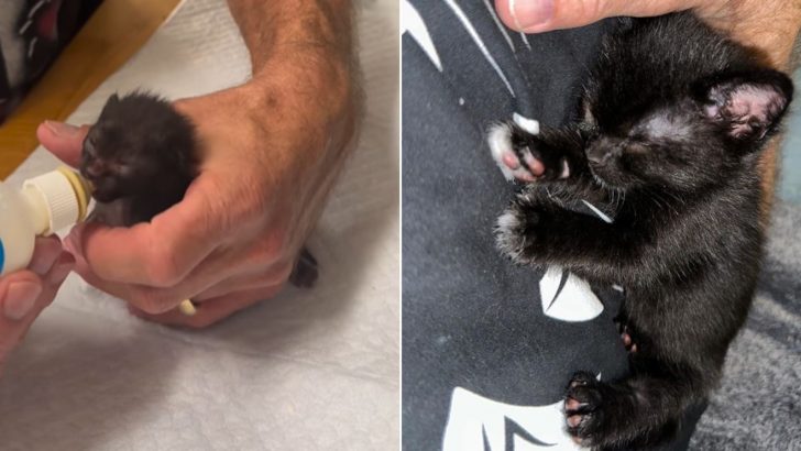 Newborn Kitten Had No Chance Of Survival But Look His Amazing Transformation