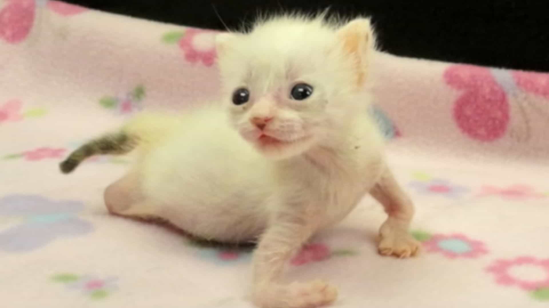 cat with pretzel