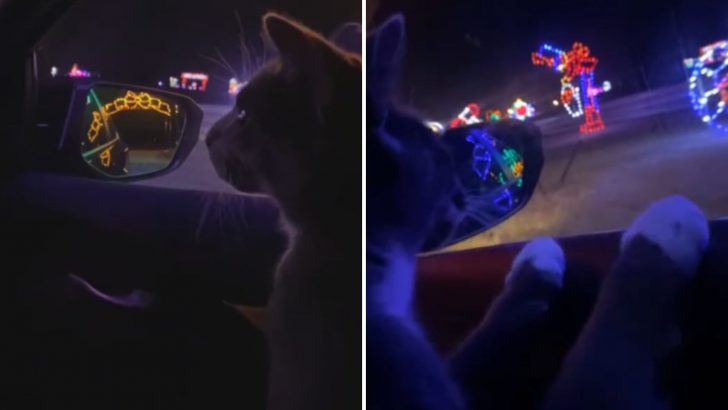 One-Eyed Cat Loves Looking At Christmas Lights