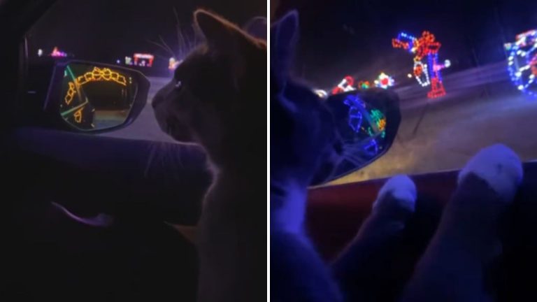 cat looks at christmas lights outdoor