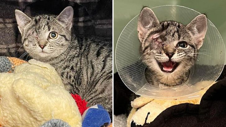 One-Eyed Kitty Regains Her Trust In Humanity After Compassionate Souls Save Her Life