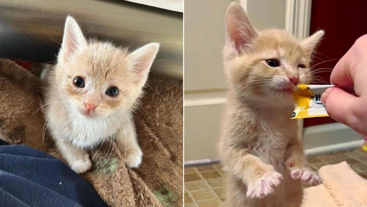 Tiny Kitten Was Left Behind Starving And Lethargic Until Kind-Hearted People Discovered Him