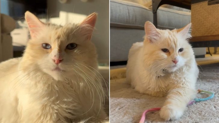 Man Adopts A Shelter Cat Only To Discover A Shocking Truth A Few Months Later