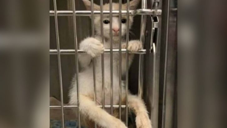 Paralyzed Kitten Climbs Up The Kennel Door Looking For Someone To Give Him Love