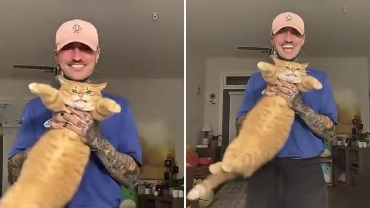 People Loved This Ginger Cat’s Reaction To The Viral ‘Dangle Test’