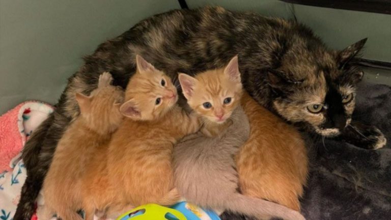 feral-mother-cat-with-kittens