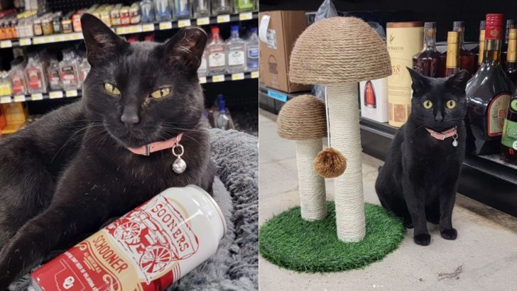 Black Cat Kept Coming To This Oklahoma Store And Now She Owns The Place