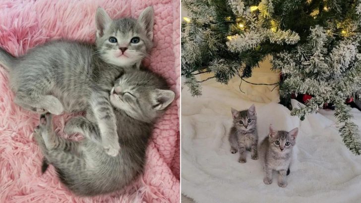 Rescued Kittens Find A Dream Home And Get Their Own Christmas Tree