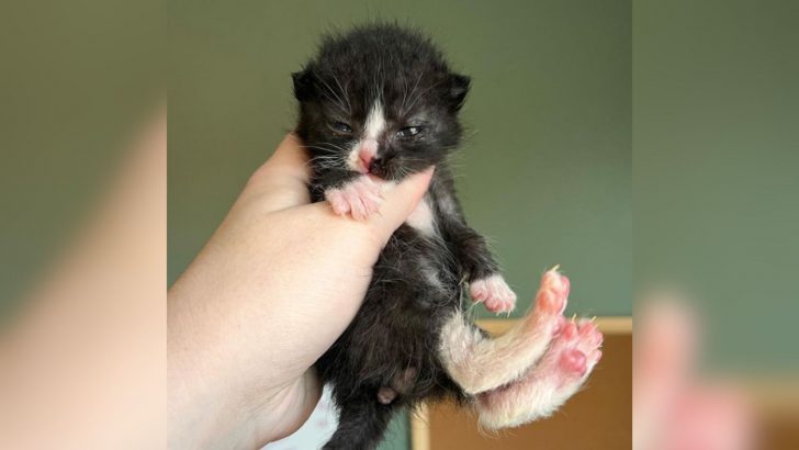 Loud Cries Lead This Woman To The Tiniest Kitten, Only Half The Size Of His Brother