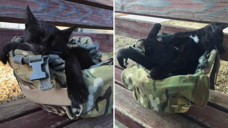 A Sweet Nap In A Military Helmet Leads This Stray Kitten To His Forever Human