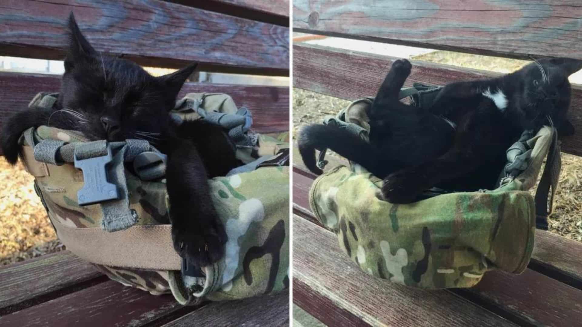 Stray Kitten Decides To Nap In A Military Helmet