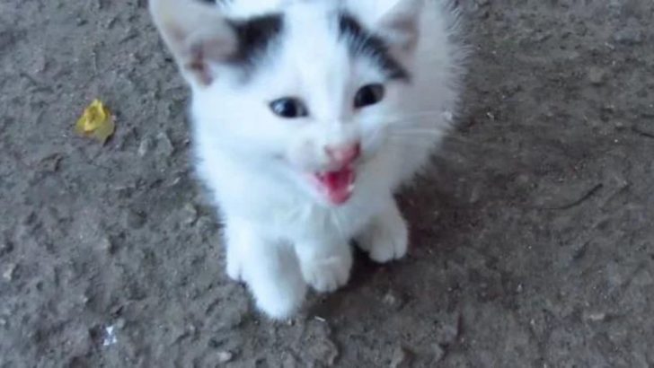 Helpless Kitten With A Broken Paw Runs Up To A Man Begging For Help
