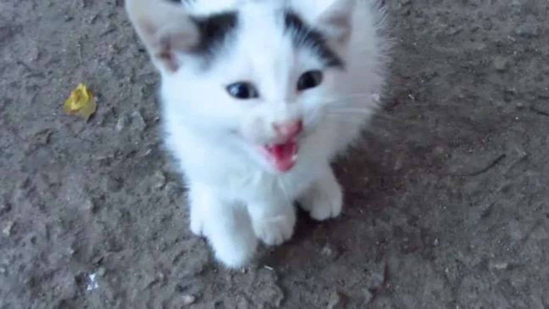cute kitten with broken paw