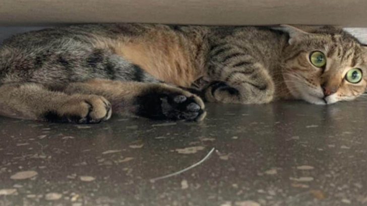 Stray Cat Finally Finds A Loving Home But Her Happiness Gets Shattered By Her Owners’ Eviction